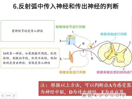 2.2神经调节的基本方式 第2节课 9.16