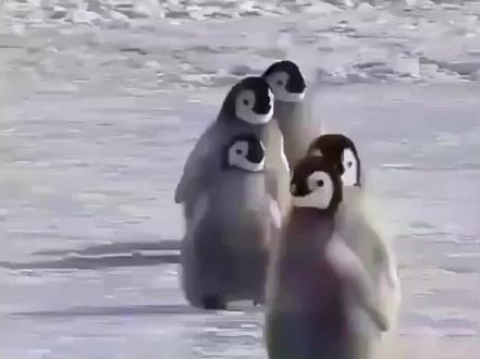 企鹅为何看起来没毛
#动物世界 #揭秘 #企鹅 #羽毛 #知识创作人