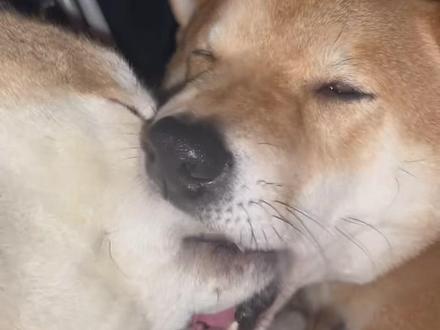 家人们,我就是个新兵蛋子 #柴犬 #犬系男友 #修罗场 #魔性