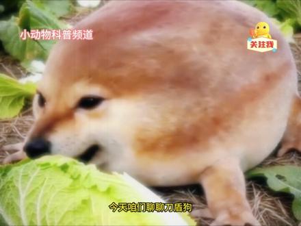 刀盾狗:我的刀盾!!!! #我的刀盾 #刀盾狗 #神奇动物 #动物世界 #动物科普