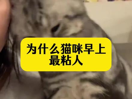 为什么猫咪早上最粘人。猫咪#养猫人 #新手养猫#养猫经验分享