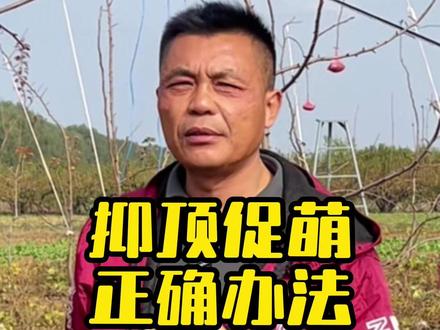 抑顶促萌的正确办法#果树种植 #果园管理 #三农