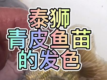 渔夫哥金鱼小课堂-泰狮青皮鱼苗的发色#金鱼小课堂 #百褶泰狮 #如何养好金鱼 #泰狮兰寿#养鱼人日常