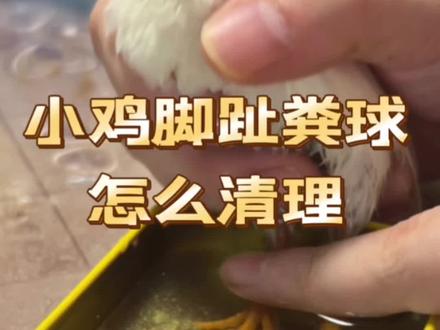 给芦丁鸡清理美甲 小鸡脚趾上的万年粪球怎么清理呢 #芦丁鸡养殖 #记录养殖生活 #抖音养鸡人