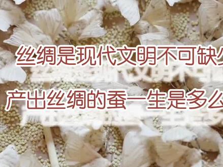 丝绸制造过程,蚕的一生都是为了人类社会文明,又是怎么从蚕身上制出丝绸?#造物工厂 #造物百科 #科普 #纪录片 #涨见识