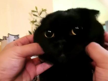 人家明明有鼻子,怎么说我是毛线球?#神奇动物在抖音 #神奇动物在哪里 #萌宠出道计划 #黑猫 @DOU+小助手