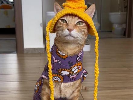 新的一年,大咪居然逆袭了!#大咪和小咪的日常 #沪上阿姨