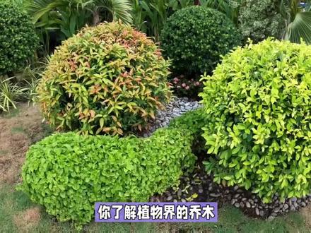 乔木,灌木,亚灌木,藤本#新农人计划2023 #我的乡村生活 #植物#识百草 #三农 #一日一植物