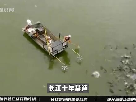 长江10年禁渔才实施3年,就已经鱼满为患,禁渔还要进行下去吗? #长江禁渔dou行动 #泛滥成灾#鱼#海生物