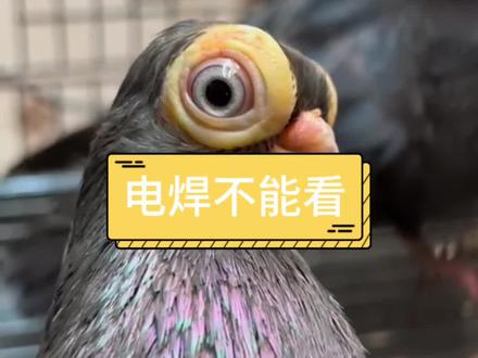早就告诉你不要看 #奇妙的动物 #搞笑配音