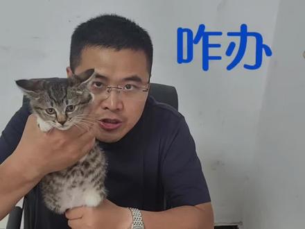 幼猫吃太多导致的拉稀如何处理?