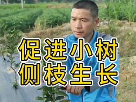 如何促进柑橘小树侧枝生长?老师教你这样剪,简单易学!#农业 @抖音小助手 #柑橘