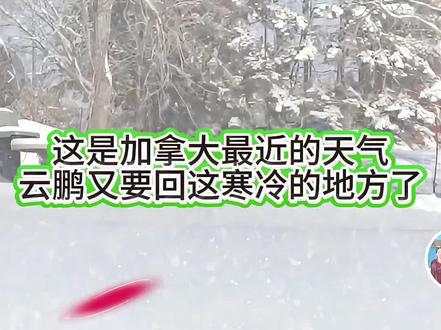 张云鹏十六号就要去北京赶飞机了,枫叶国下着大雪,特别冷#张云鹏