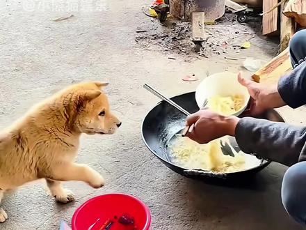 狗子:我下辈子还做你的狗,跟你你…… #萌宠解说 #萌宠来袭 #狗狗搞笑