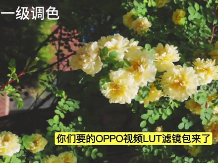 OPPO手机导入lut、出片就是这么简单#OPPOlog#log视频
#OPPOlut教程