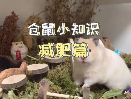 仓鼠的标准体重以及如何给仓鼠减肥 #仓鼠小知识 #仓鼠 #金丝熊