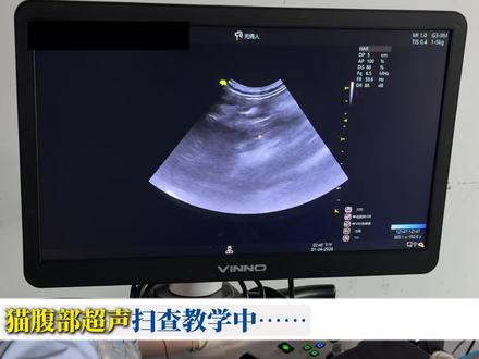 从探头怎么摆,到图像怎么调,再到怎么看懂异常。跟着我们34天课程,一步步拆解超声难点,带你系统通关小动物腹部超声。#超声影像 #超声学习