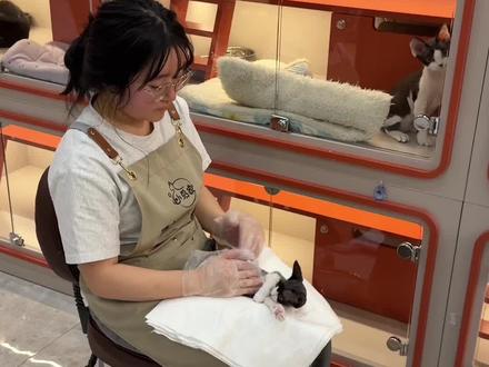 一定一定要给小猫做社会化训练,尤其是2-4个月