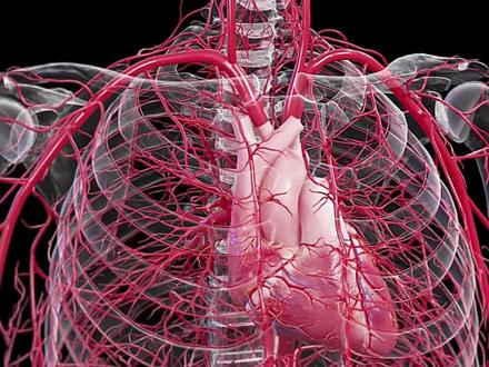 主人您好,我是你的血管,你能听听我的心声吗?#血管 #人体奥秘 #上热门 #科普 #涨知识