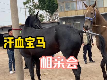 黑色汗血马来找金色汗血马相亲,两匹都是高贵血统,太漂亮了 #汗血马 #骑乘马 #汗血宝马