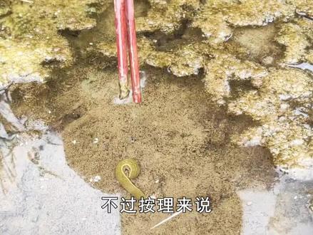 喝水时,不小心把蚂蝗吃进肚子,它真的会在人体内存活吗?(三) #蚂蝗 #水蛭 #科普 #生活