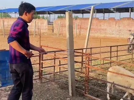 羊羔断尾,去势钳,抓羊钩子。#农村养羊 #养羊人 #养羊技术 #羔羊断尾 #三农 #养羊创业