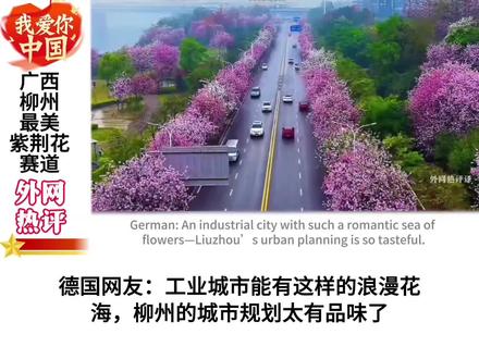广西柳州最美紫荆花赛道#外网评论 #外国人看中国