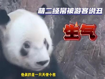 又乖又萌又孝顺的萌二总被说丑!不爱请别伤害,我们萌二帅着呢!#大熊猫萌二 #萌二 #来这吸熊猫 (素材自@王烟花 直播录屏及网络)