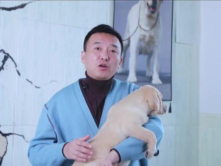 你能听懂你家狗子的梦话吗@如意不放P @忙着种m @鹏哥养犬问答 #萌宠 #狗狗