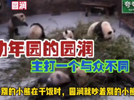 幼年园时期的陈园润,谭爷爷表示就没见过这么特别的女娃娃#国宝大熊猫 #国宝不愧是国宝 #大熊猫 #熊猫 #谭爷爷 #园润 #来这吸熊猫 #园润小时候