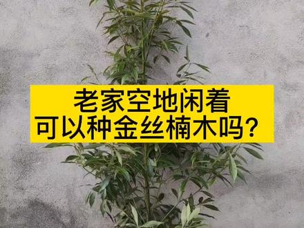 #金丝楠木树苗 南方地区,这段时间适合种植哦。#农业种植