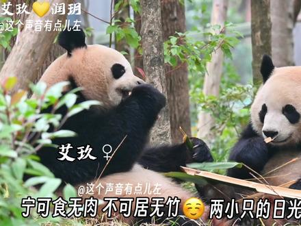 艾玖:给我吃一口。润玥:到底谁是狗?大熊猫润玥被艾玖夺食🤣少见啊 艾玖完全狗化了#大熊猫润玥 #神奇动物在抖音 #不止我一个想rua大熊猫 #来这吸熊猫 #大熊猫艾玖