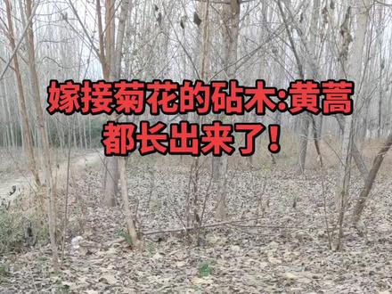 菊花嫁接砧木黄蒿,现在都长出来了,遍地都是啊!