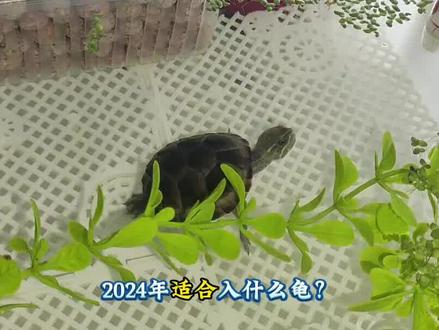龟市变化频繁!涨价的同时也有掉价的品种!侧颈龟家族介绍! #乌龟 #宠物龟 #侧颈龟 #养龟日常 #新手养龟