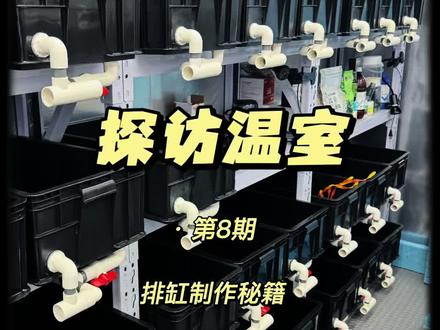 温室搭建过程中的排缸设计思路分享#蛋龟#泥龟#养龟日常#真实生活分享计划#周转箱