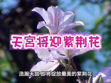 天宮将迎紫荆花 香港首位女航天员#中国航天成就