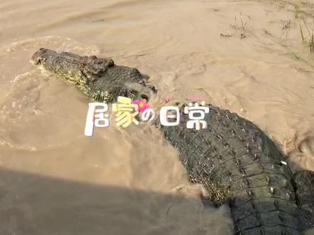 来段2017年拍到的巨鳄打斗珍贵视频吧✌️
咸水鳄(弯鳄)分布于澳洲北领地NT及昆士兰北部地区North Queensland,目前世界上Biggest爬行动物。
视频中鳄鱼体长:5.3米,体重:1吨
可以在澳洲及印尼之间来去自如的绝对王者🐊🐊🐊
#咸水鳄 #NT #NorthQueensland
#海外生活