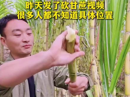 今天小编就带大家走一遍砍甘蔗路线,赶紧跟上#牟家镇#手撕甘蔗#三农流量扶持计划#农产品