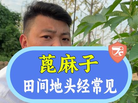 蓖麻籽看见了,请勿食用,蓖麻籽号称完美毒药,它在农村也叫大麻籽,有剧毒,不要误食#蓖麻籽 #蓖麻子 #蓖麻