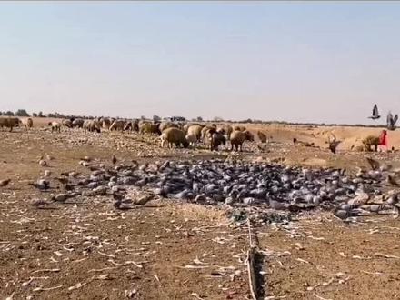 农场野鸽子泛滥,农场主用陷阱抓捕,一网就捕获上百只#狩猎