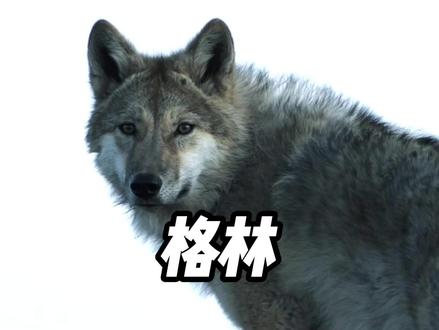 重返狼群:从城市到草原的归程