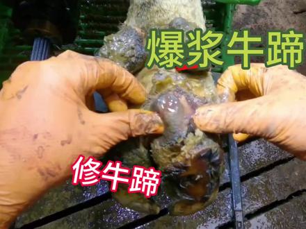 牛蹄伤口像被马蝇幼虫寄生过一样,轻轻一挤就爆汁。#修牛蹄解压 #男生划不走系列 #男生减速带 #外国视频分享