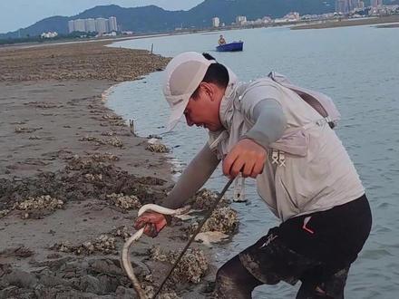 赶海㕚土龙#青鳗#腾鳝#真实户外