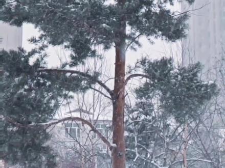 下雪时用手机的慢动作拍摄试试,说不定能拍出高级感十足的雪花慢动作视频#小米14 #慢动作 #摄影 #随拍 #雪景拍照
