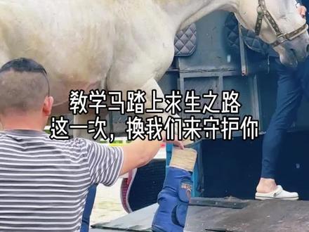 教学马踏上求生之路❤️这一次我们来守护你 最初,我们以为俱乐部不愿意治疗白菜,为了白菜到处奔波。原来我们都错了,我们以为这是学员与俱乐部的对立,但其实,我们都在以自己的方式爱着白菜。当两份爱终于交汇,我们才发现,我们本就是一家人。学员们的爱与俱乐部的负责,共同为白菜老师筑起了一道最坚固的城墙。
正是俱乐部始终如一的负责与“马匹福利至上”的信念,才让我们这帮善良友爱的学员相互认识,聚在一起,更加把俱乐部的信念传递下去。
感谢深圳田园马术俱乐部所有工作人员的认真负责,感谢田园学员们的友爱、用心,感谢这段时间云马友和线上兽医的帮助。
今天,我们将白菜送上了惠州治疗之路,祝白菜顺顺利利,平平安安!
白菜,我们在田园等你回来!
@深圳田园马术
#马术 #深圳马术 #马匹福利 #马治疗 #动物救治