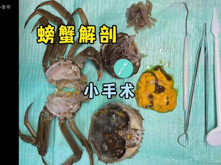 螃蟹也成了大体老师,通过手术过程展示螃蟹内部,逐步解剖,了解哪些部位不能食用#螃蟹🦀 #解剖 #手术 #科普一下 #海鲜知识