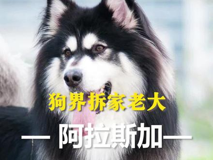 为什么阿拉斯加是禁养犬?#萌宠 #狗狗 #阿拉斯加 #城市禁养大型犬 #雪橇三傻