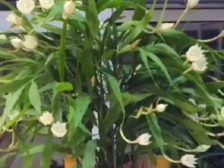适合北阳台养的植物——小叶昙花,耐阴好养,开花漂亮而有香味 #一花一草一世界 #爱生活爱养花