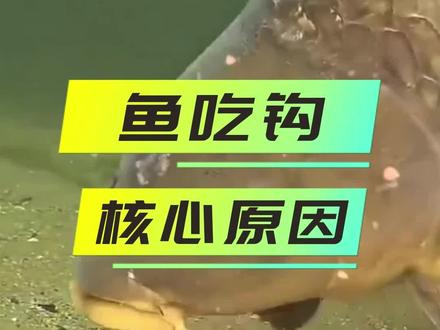 鱼喜欢吃你饵的原因有哪些呢? #钓鱼 #dou是钓鱼人
#钓鱼技巧