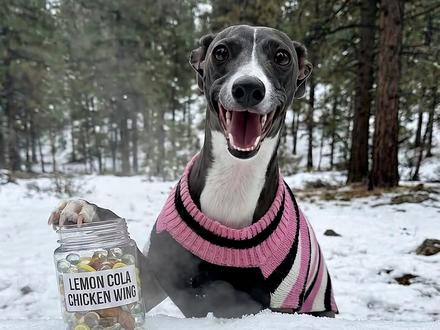 你被困极寒之地,会选哪只动物的压缩球呢... #asmr #解压 #助眠 #户外 #极度舒适